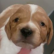 Boy 3 - Orange and white male French Brittany puppy in New Florence, Pennsylvania from Laurel Furnace Bretons