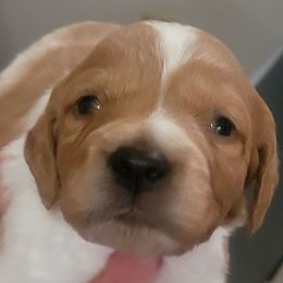 Boy 3 - Orange and white male French Brittany puppy in New Florence, Pennsylvania from Laurel Furnace Bretons