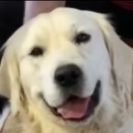 Breeze - Golden Retriever