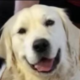 Breeze - Golden Retriever