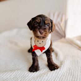 Aloha - Love litter - Chocolate male Australian Labradoodle puppy in Syracuse, Indiana from The Doodle Cove