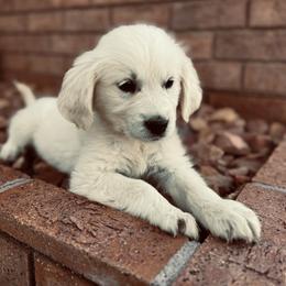 Golden Retriever Puppies from Thousand Lake Retrievers