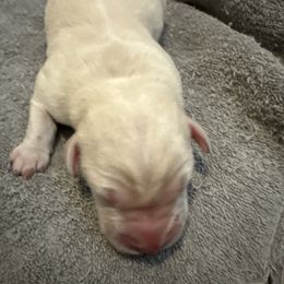 Boy 6 - Yellow male Labrador Retriever puppy in Isanti, Minnesota from Four Corners Family Labs