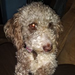 Pipes - Aussiedoodle