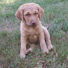 Chesapeake Bay Retriever and Portuguese Water Dog Puppies from Marilyn Stevens