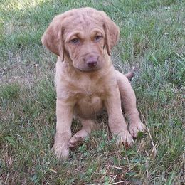 Chesapeake Bay Retriever and Portuguese Water Dog Puppies from Marilyn Stevens