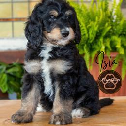 Isla - Tri-color female Bernedoodle puppy in Allerton, Iowa from Jewell Kennels