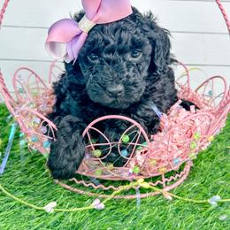 Olivia - Black female Poodle puppy in from Pink Poodles and Doodles