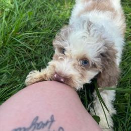 Baylor - Brown and white male Cockapoo puppy in Moulton, Iowa from Shondel Puppy Paws