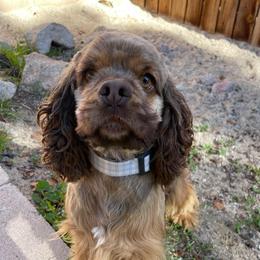 Lilly - Cocker Spaniel