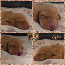 Ember - Red female Dachshund puppy in Greenfield, Ohio from Buck Run Creek Dachshunds