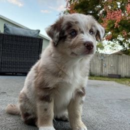 Australian Shepherd Puppies from 2 Happy Aussies