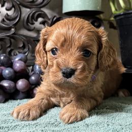 Audrey - Red female Cavapoo puppy in Grove, Oklahoma from Rocky Oak Cavaliers & Biewer Terriers LLC
