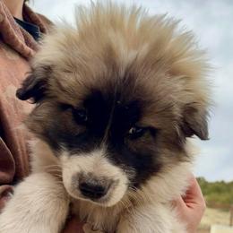 Velvet- yellow - Badger female Colorado Mountain Dog puppy in Cotopaxi, Colorado from Once Upon A Moose (OUM)