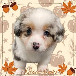 KitKat - Blue merle and white female American Corgi puppy in Mansfield, Ohio from Moonrise corgis