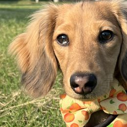 Dachshunds from Shy’s Teenie Weenies