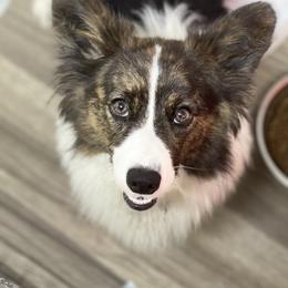 Ashes - American Corgi