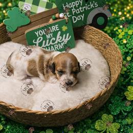 AKC boy 1 - Piebald male Dachshund puppy in Denham Springs, Louisiana from Mary's Mini Dachshunds