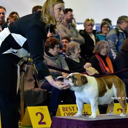 Bulldogs from Kokopelli Bulldogs