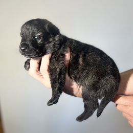 Dutch Shepherd Puppies from Monadnock Dutch Shepherds