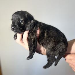 Dutch Shepherd Puppies from Monadnock Dutch Shepherds