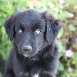 Nico - Black tri-color male Australian Shepherd puppy in Hillsboro, Ohio from Sugar Grove Farms