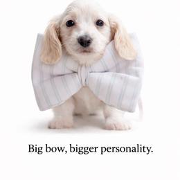 Leon - Cream male Dachshund puppy in Clever, Missouri from Autumn Breeze Dachshunds