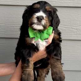 Bernedoodle Puppies from Suncrest Doodles