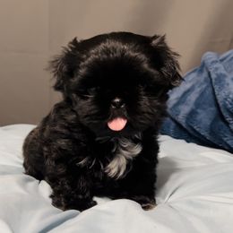 Boy 1 - Black Shih Tzu puppy in Garland, Texas from Bibi’s Exclusive Shih Tzus