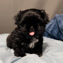 Boy 1 - Black Shih Tzu puppy in Garland, Texas from Bibi’s Exclusive Shih Tzus