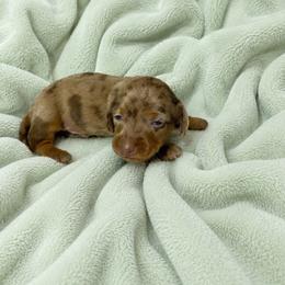 Rusty - Dapple male Dachshund puppy in Richmond, Virginia from Paw Prints