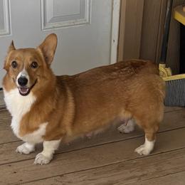 Sammy - Pembroke Welsh Corgi