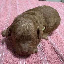 Drew - Red male Cockapoo puppy in Sheridan, Missouri from Shepherdsfold’s Cockapoos