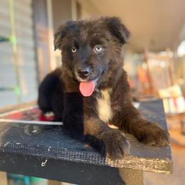 Girl 4 - Black & white female Australian Shepherd puppy in Smithville, Arkansas from Harris Farms and Aussies