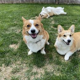 Pembroke Welsh Corgi puppies from Columbine Corgis