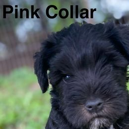 Jofi - Miniature Schnauzer puppy from Four Seasons Schnauzers
