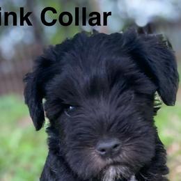 Jofi - Miniature Schnauzer puppy from Four Seasons Schnauzers