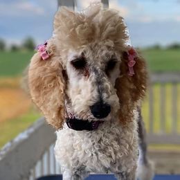 Poodles from Patch of Pines
