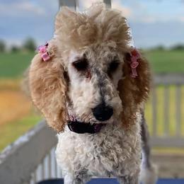 Poodles from Patch of Pines