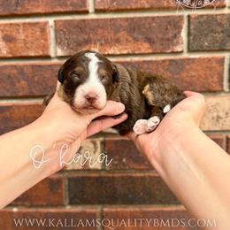 O'hara - Brown and white female Bernedoodle puppy in Owasso, Oklahoma from Kallams Bernedoodles & Bernese Mountain Dogs