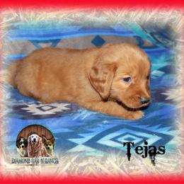 Tejas - Dark golden male Golden Retriever puppy in Anson, Texas from Diamond Bar N Ranch