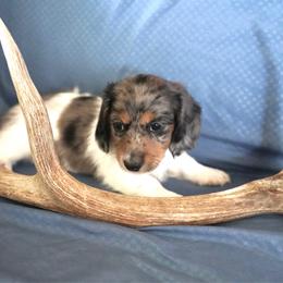Woodrow - Dapple male Dachshund puppy in Quemado, New Mexico from TNT Dachshunds