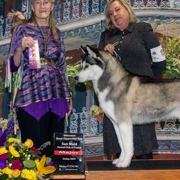 Siberian Huskies from Hart Creek Siberians