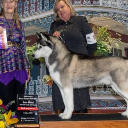 Siberian Huskies from Hart Creek Siberians