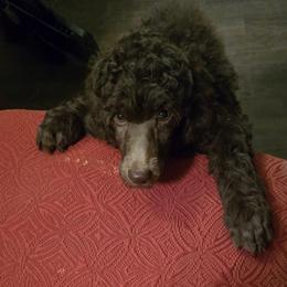 Hot Pink (HP) - Brown female Poodle puppy in Browns Summit, North Carolina from Nailah's Beauties: Standard Poodles