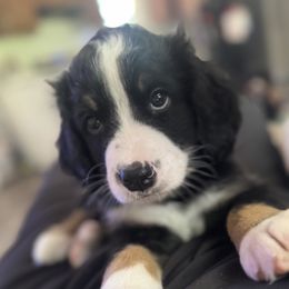 Bernedoodle Puppies from Cove Creek Companions