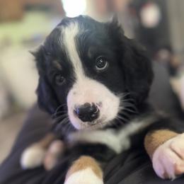 Bernedoodle Puppies from Cove Creek Companions