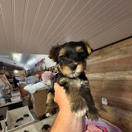 DG AKC WHITE GIRL - Black and gold female Yorkshire Terrier puppy in Blythe, California from California AKC Maltese & Yorkies