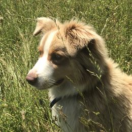 Mia - Australian Shepherd