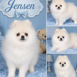 JENSEN - Pomeranian